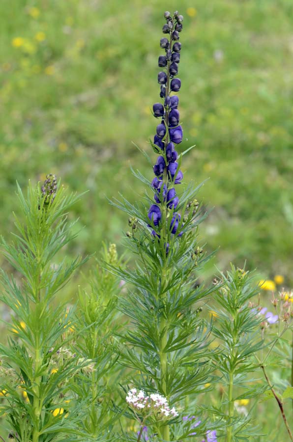 Aconitum napellus?
